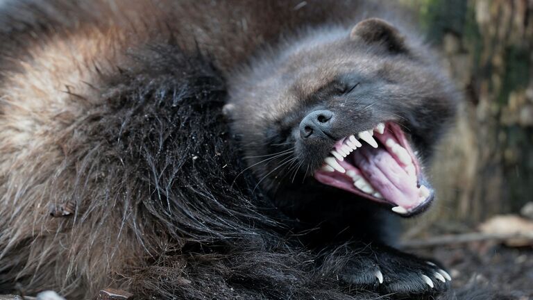 FRANCE-ANIMALS-WOLVERINE