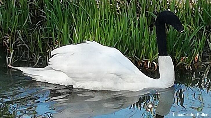 Cops in England Seek Sinister Miscreant Who Stuck Sock on Swan's Head