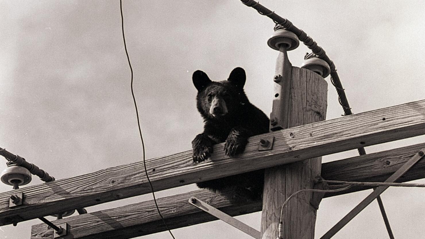 Bear Cub on Telephone Pole