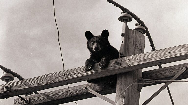 Bear Cub on Telephone Pole