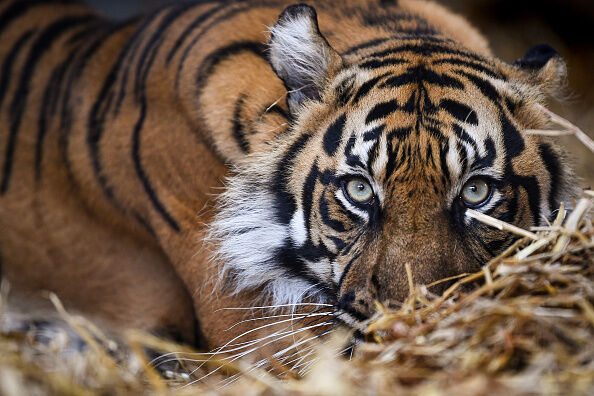 Bengal Tiger still not found in Houston