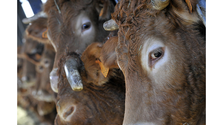 Limousine cows are pictured in a cattle