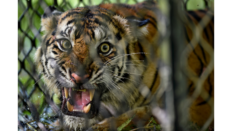 (Photo by CHAIDEER MAHYUDDIN/AFP via Getty Images)