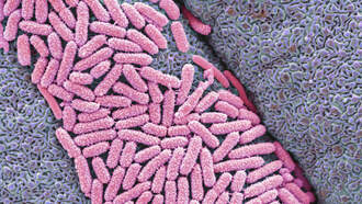 Child Hospitalized In Snohomish County Connected To Toxic E. Coli 