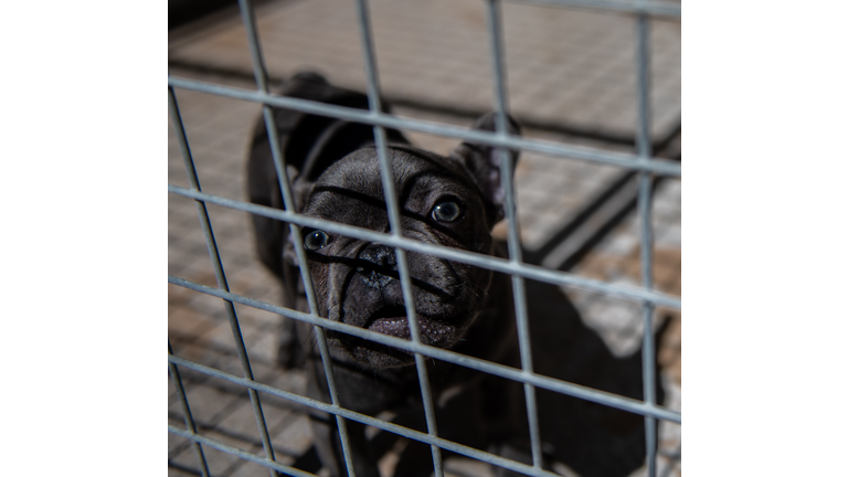 Rise In Illegal Dog Imports Occur During The Coronavirus Pandemic