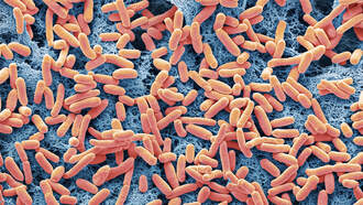 Outbreak Of Toxic E. Coli Spreads To More Washington Counties