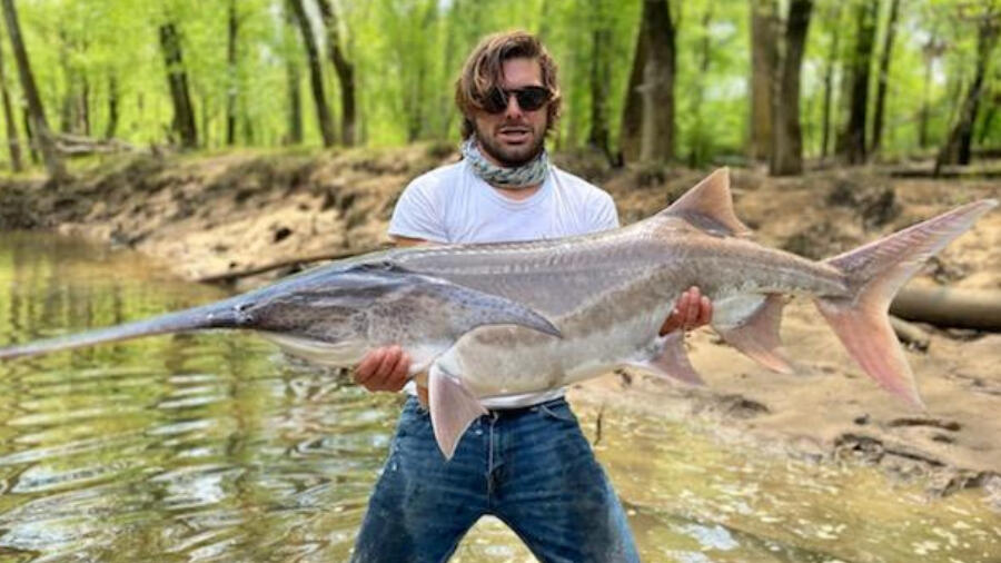 Is That A Dinosaur Man Catches Massive Fish In A Tennessee River   609d89a68778c352844eb727