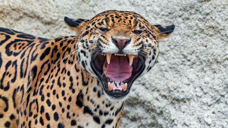 Close-Up Of Jaguar