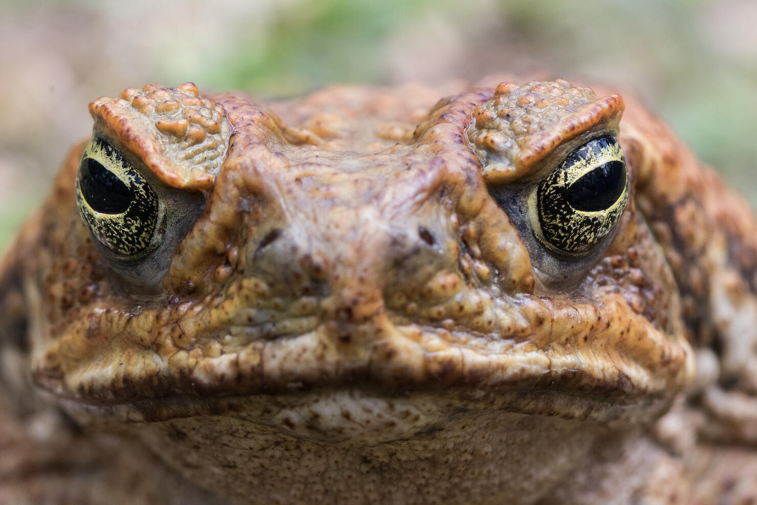 Experts Say These Toads Are A Deadly Threat To Pets In Florida | iHeart