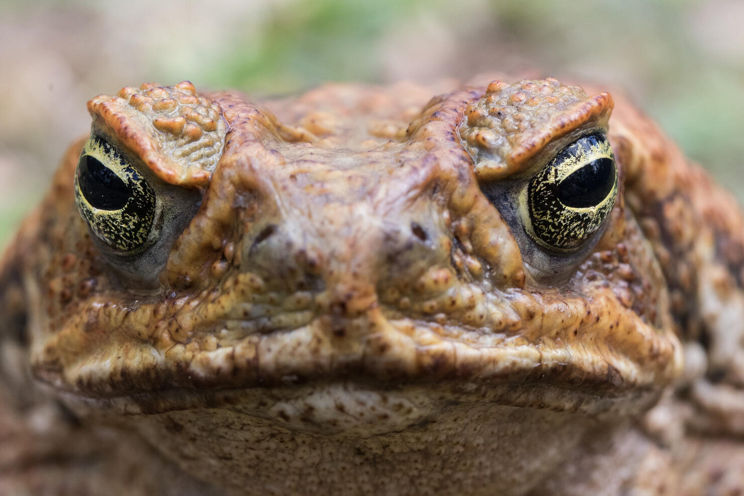 what-is-the-best-way-to-kill-a-cane-toad