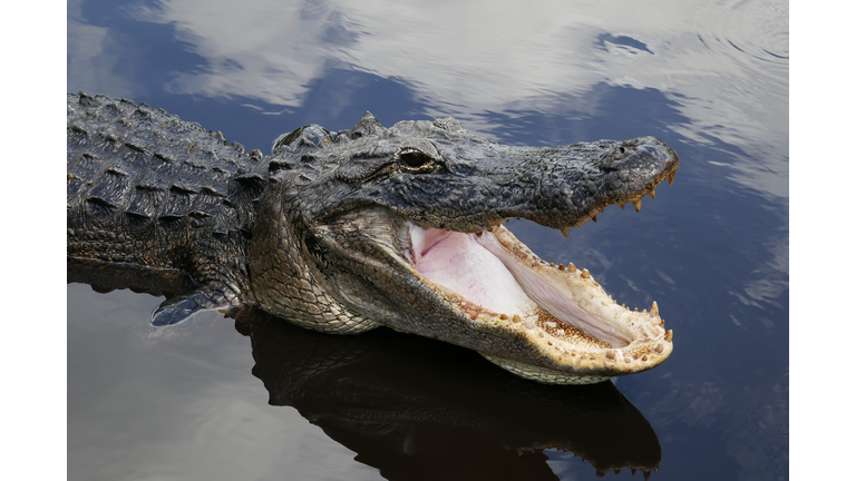 American alligator in a swamp in south Florida