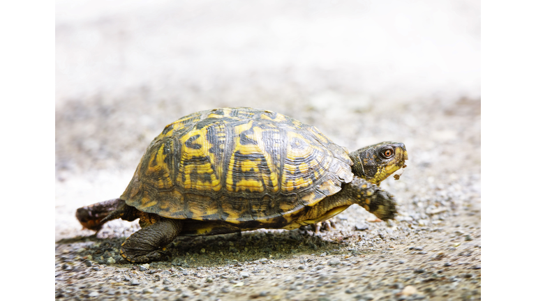 Box Turtle on the Run in Wainscott, Long Island