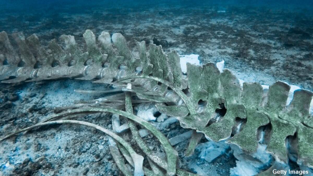 The 7,000 years old submerged road discovered in the depths of the Mediterranean  Sea