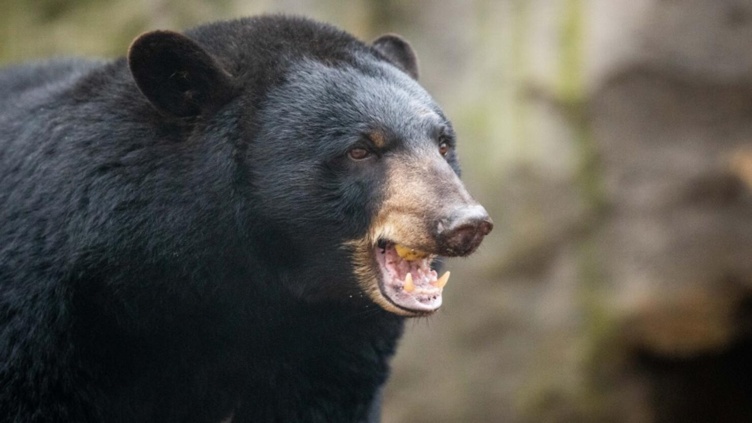 Black bear "Honey" from Malta in Osnabrück Zoo