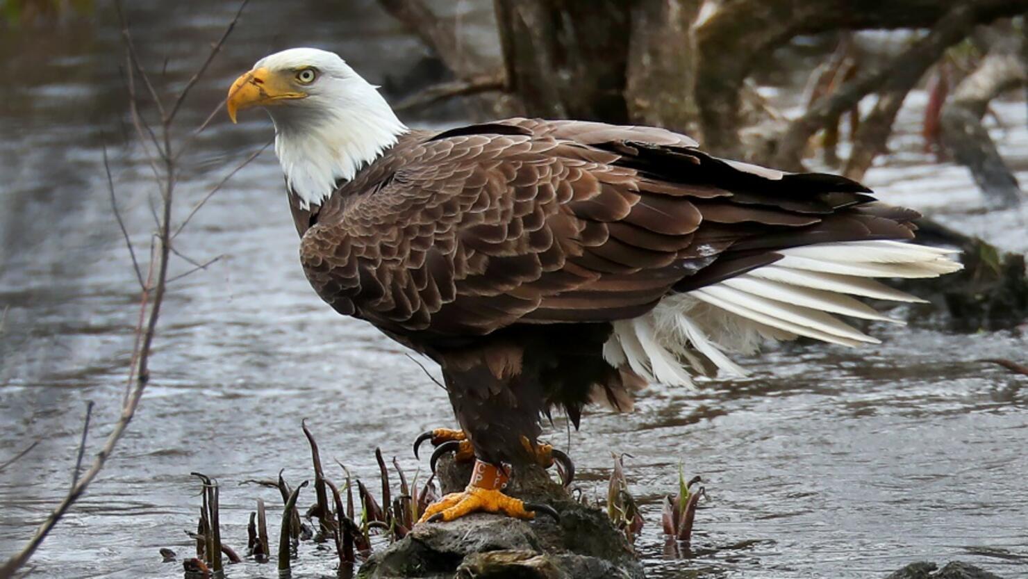Bald Eagle
