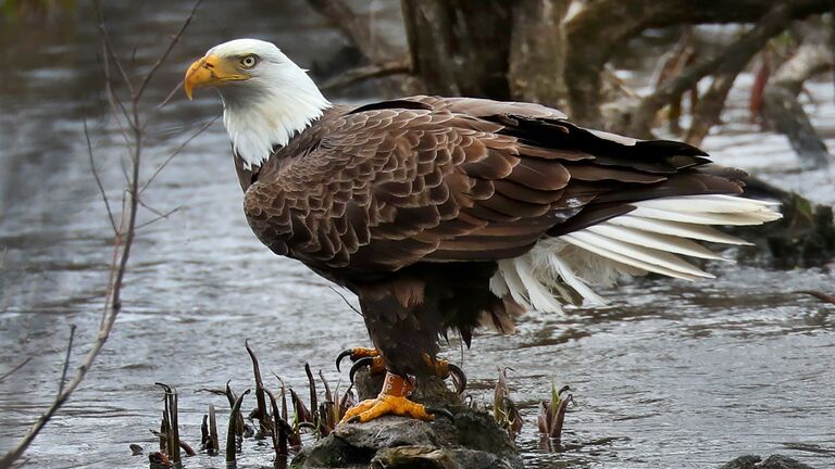 Bald Eagle
