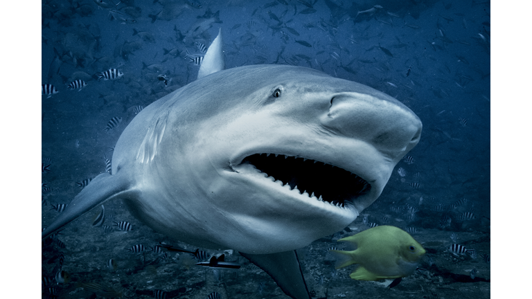 Bull shark (Carcharhinus leucas), swimming towards camera, underwater view, Beqa Lagoon, Beqa, Fiji