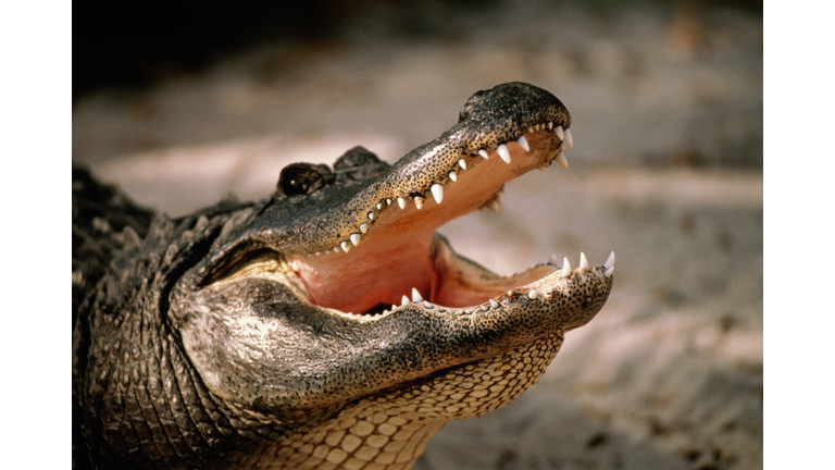 American alligator (Alligator mississipiensis) with open jaws