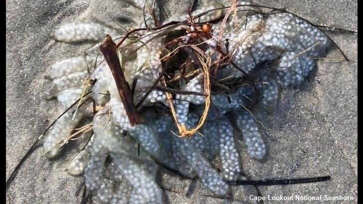 Odd Blob Washes Ashore in North Carolina