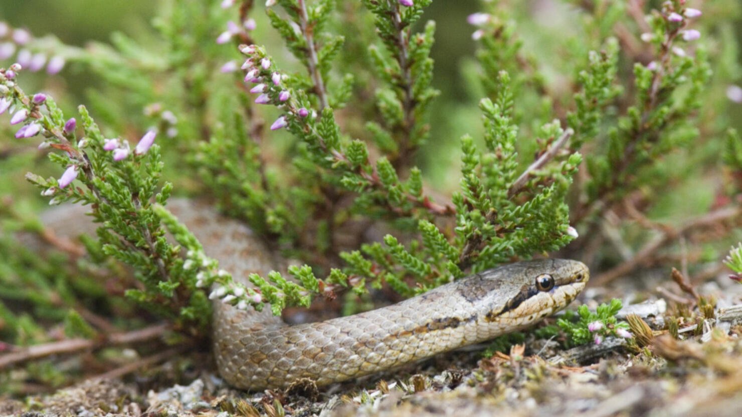 Snake In The Grass: What To Do In Snake Encounter