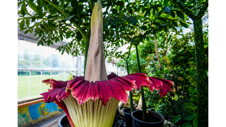 MEISE TITAN ARUM FLOWER