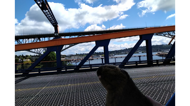 Checking out Lake Union