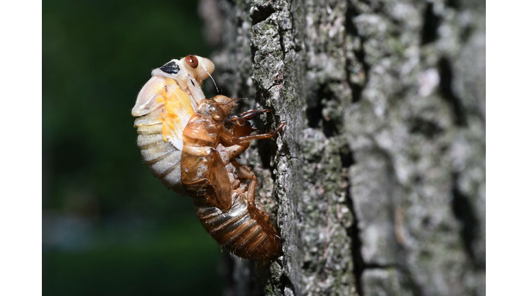 US-ENVIRONMENT-NATURE-ANIMAL-CICADA