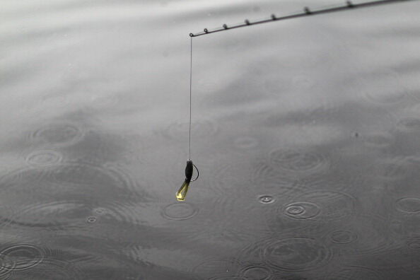 Florida Aims To Control Invasive Snakehead Fish Species