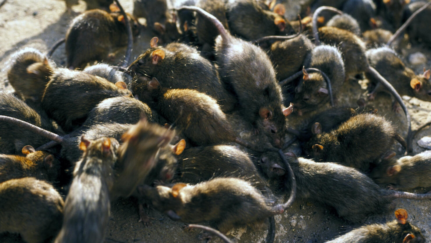 Rats Are Overrunning Cities