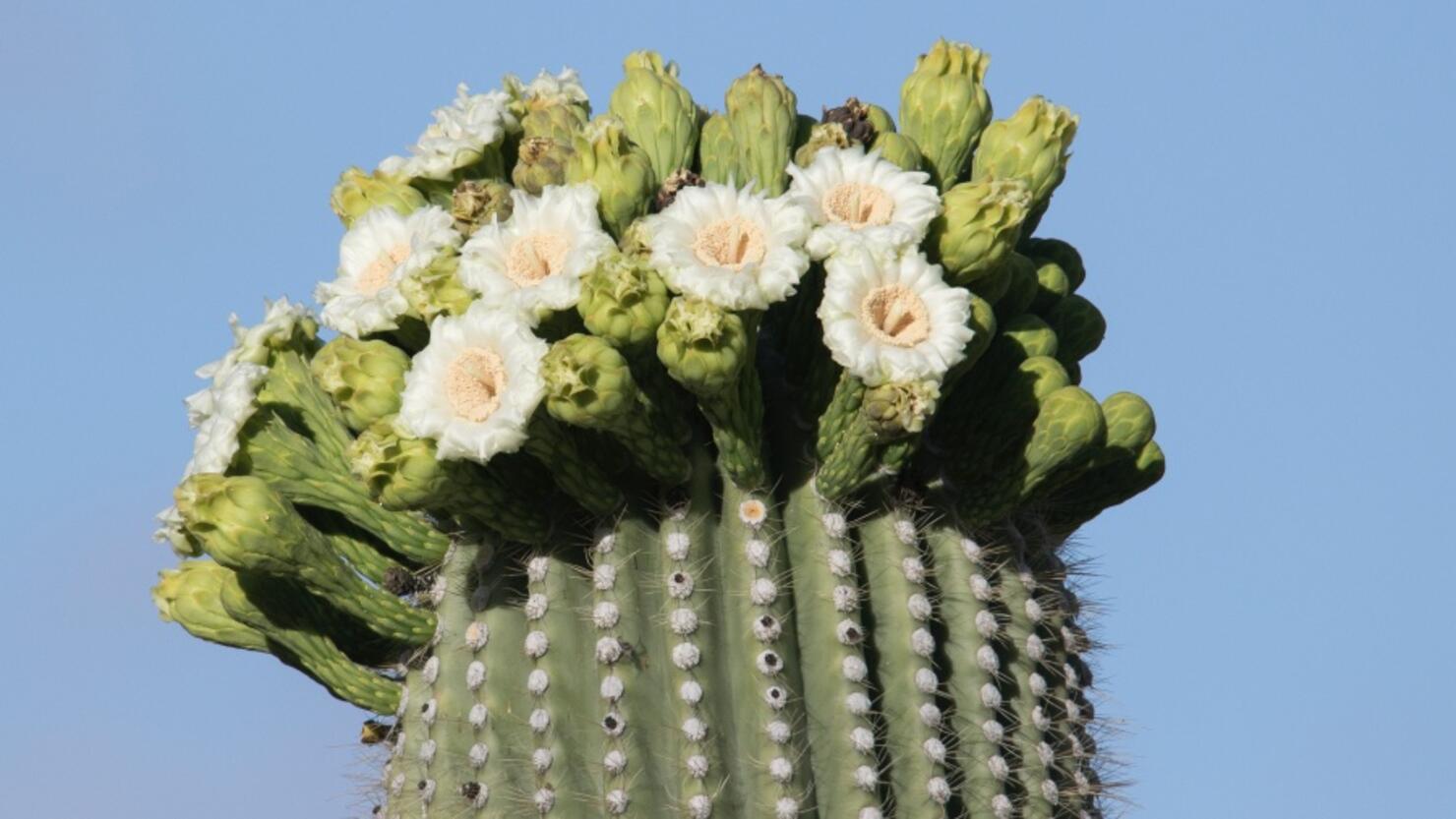 Saguaro Cactus flowers