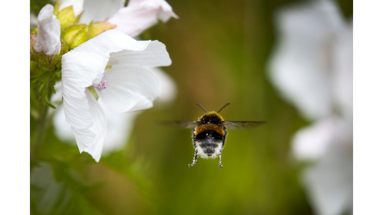 NORWAY-ENVIRONMENT-BUMBLEBEE