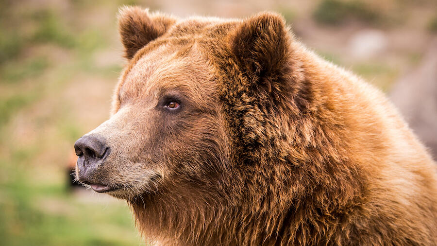 grizzly bear head side view