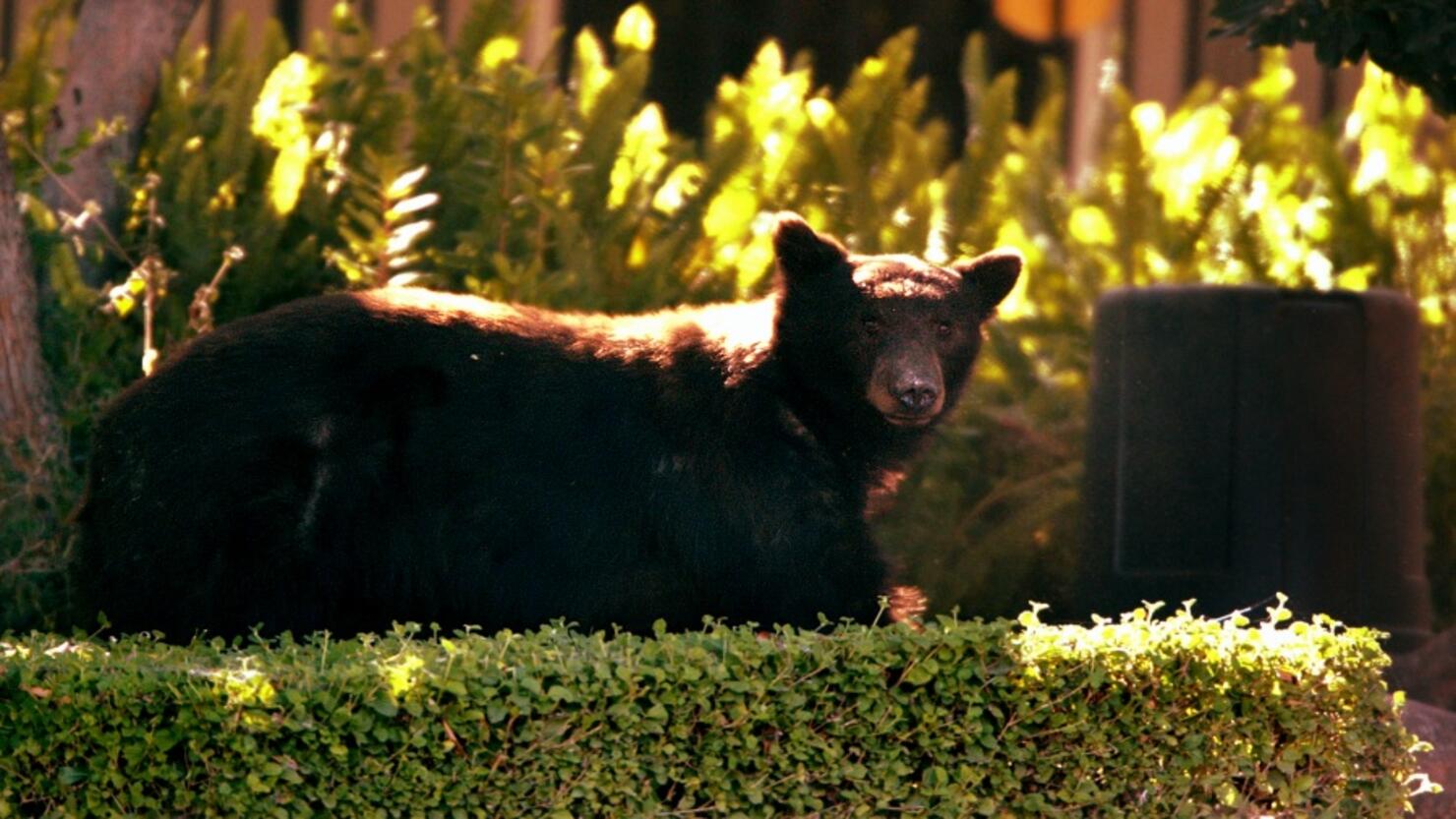"Billy," the Black Bear moves cautiously through a neighborhood in Monrovia, Tuesday afternoon, July