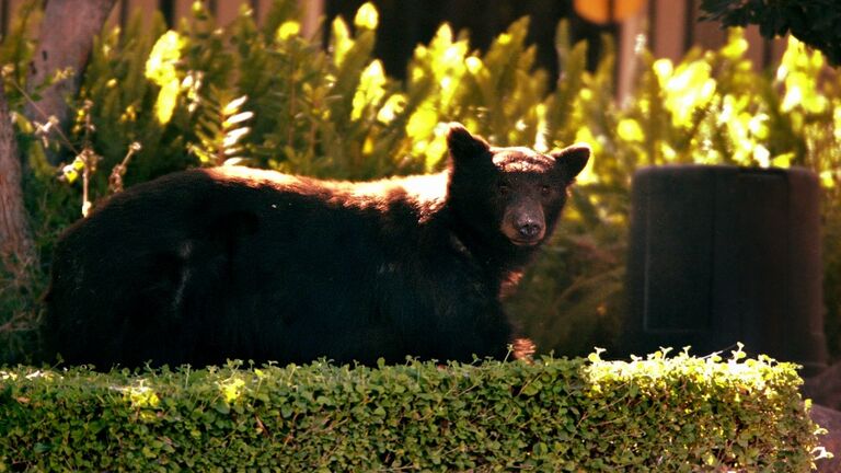 "Billy," the Black Bear moves cautiously through a neighborhood in Monrovia, Tuesday afternoon, July