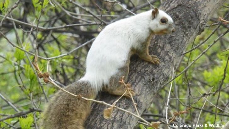 Rare Piebald Squirrel Spotted in Colorado