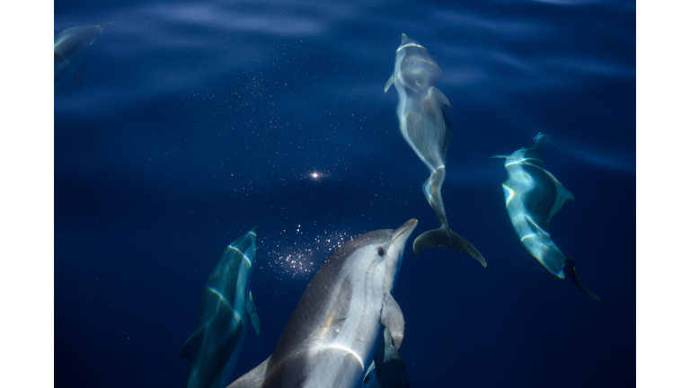 FRANCE-ENVIRONMENT-DOLPHINS