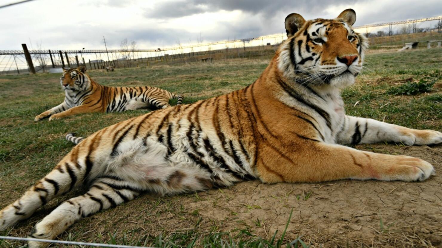 Tigers rescued  from Joe Exotic aka The Tiger King Joe