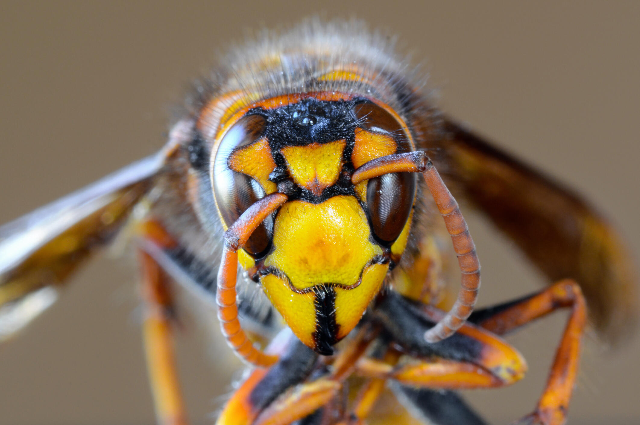 Murder Hornets May Be Lurking In Other Parts Of Washington Officials