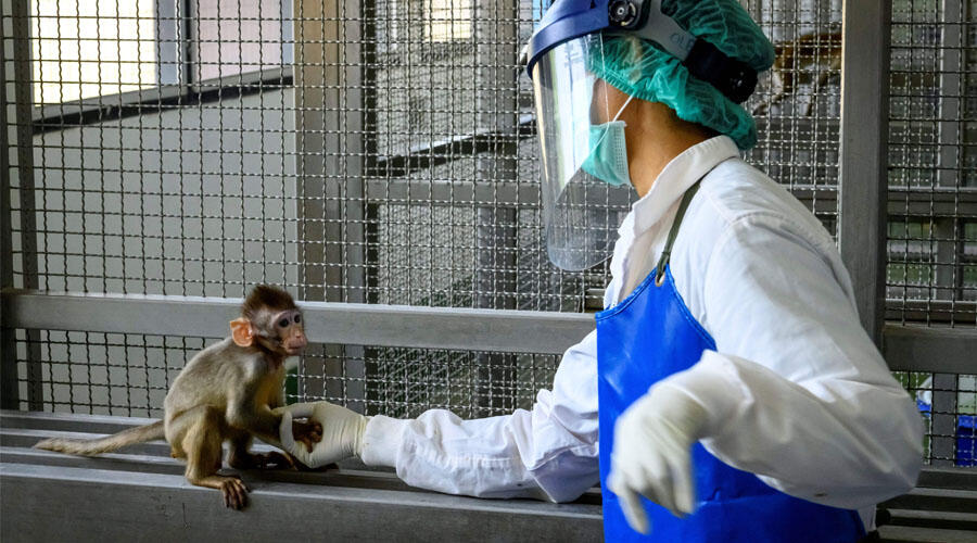 UC Davis Is Being Sued Over Alleged Dangerous Monkey Experiments iHeart