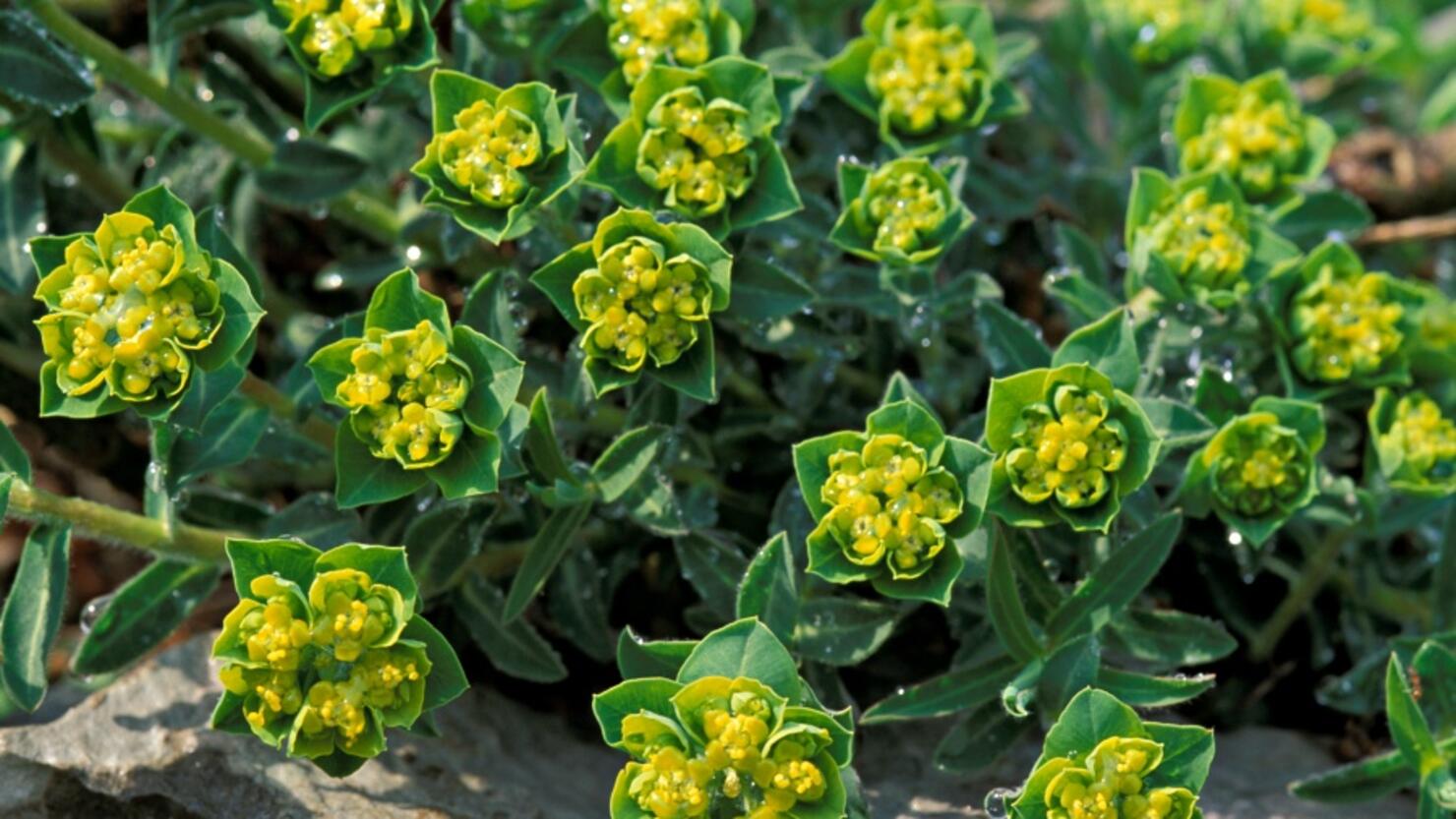 Euphorbia myrsinites flowers. bagnoli della rosandra. Italy