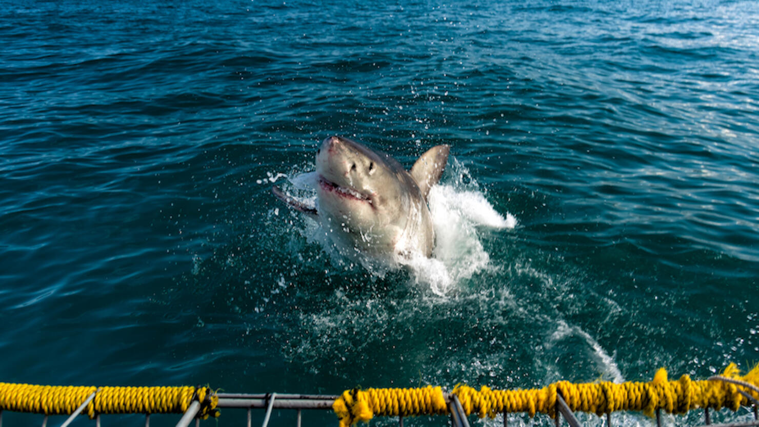 WATCH: Ship Passengers Bound For New England Spot Gigantic Shark | iHeart