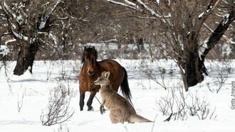 Animal Welfare / Near-Death Experiences
