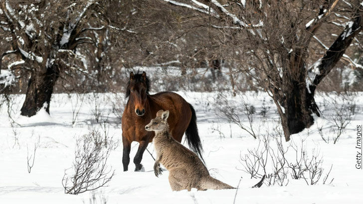 Animal Welfare / Near-Death Experiences