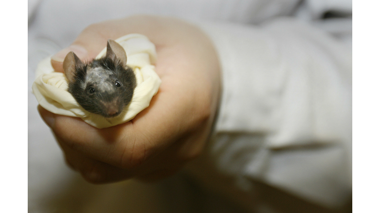 A labatory technician holds a lab mouse