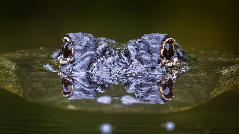 Alligator Surfacing with Eyes Reflecting