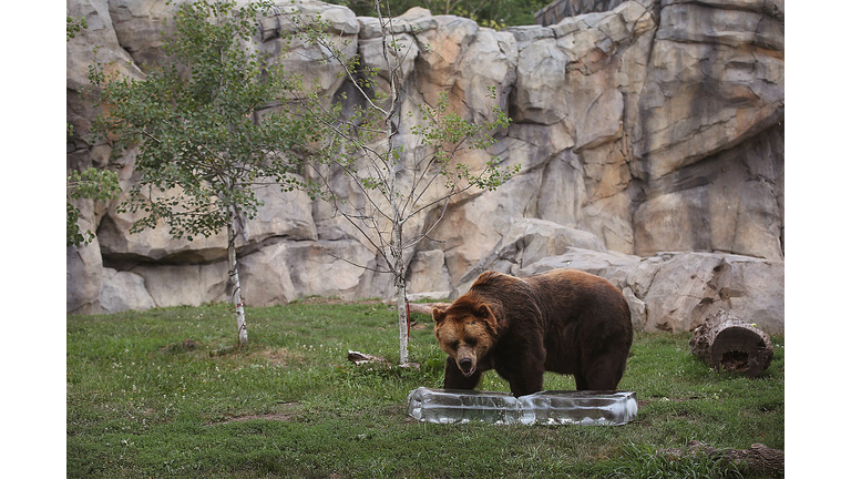 Chicago's Brookfield Zoo Tries To Keep Animals Cool During Heat Wave