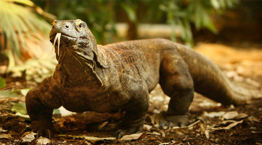 San Diego Zoo prepares to open state-of-the-art interactive habitats for  Komodo dragons and hummingbirds