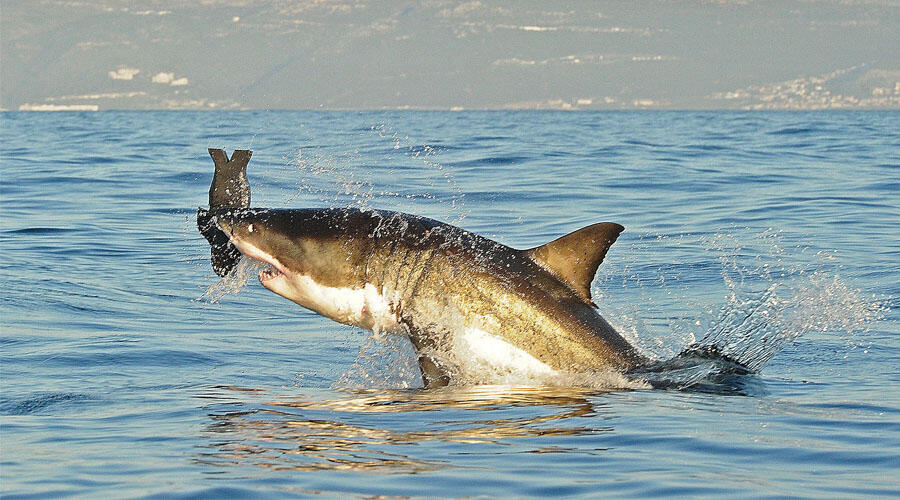Great White Shark Sightings Increasing Along San Diego Coastline iHeart