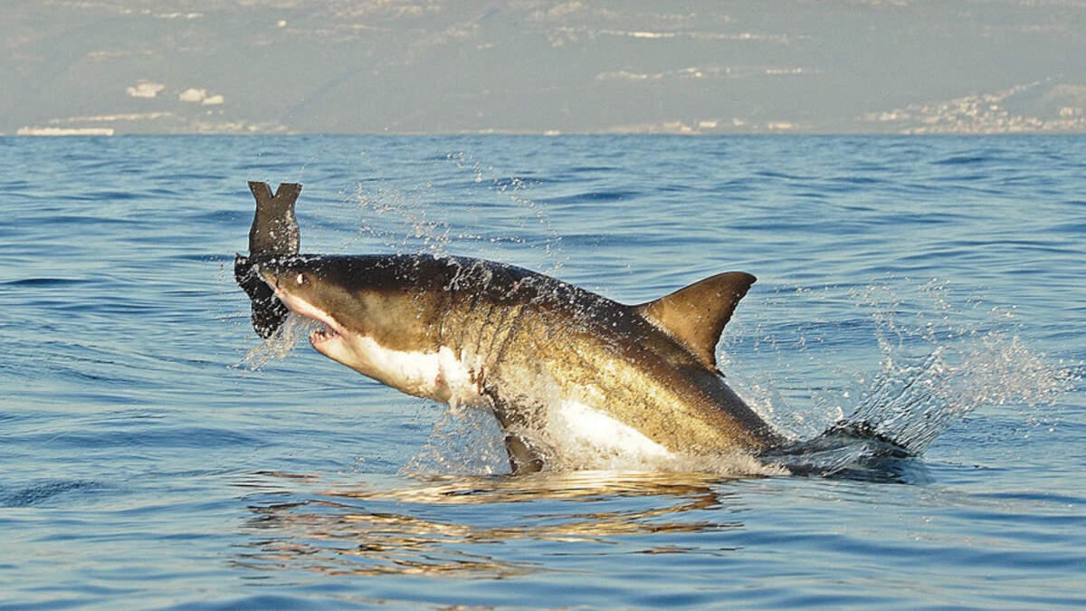 Are sea lions luring great white sharks to San Diego beaches?