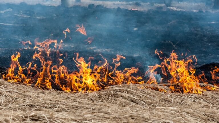 The burning dry grass with opaque dense bluish smoke